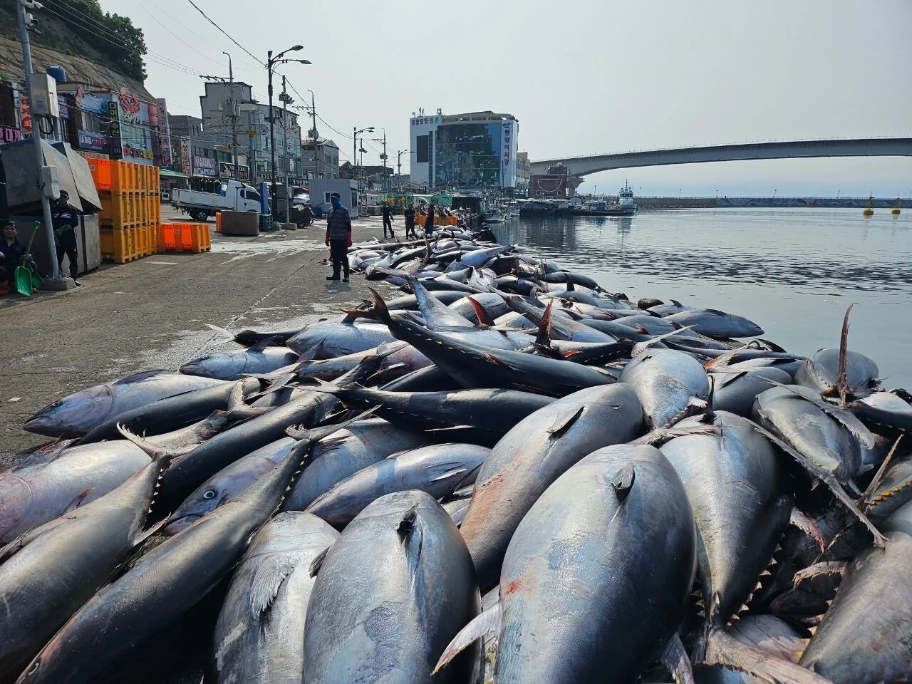 Bluefin Tuna Quotas Lead to Discarded Catches.