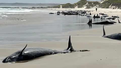 Australia Whale Rescue