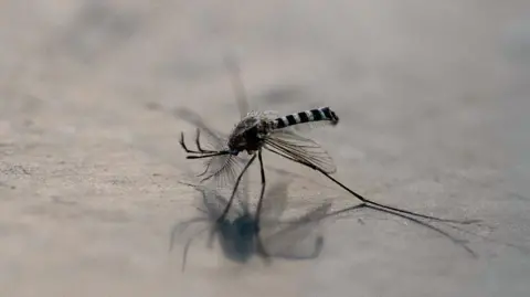 Mosquito bounty in dengue-hit Philippines.